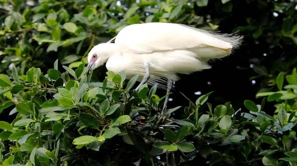 Kuşlar yakın mesafeden poz veriyor.