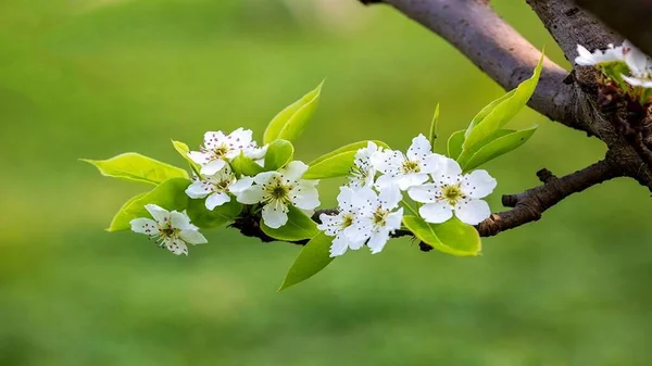 Çiçekler yakın mesafeden poz veriyor