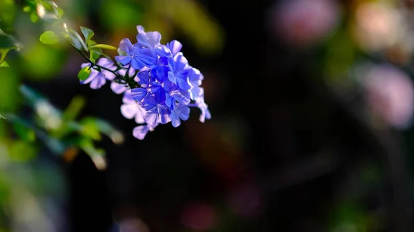 Çiçekler yakın mesafeden poz veriyor
