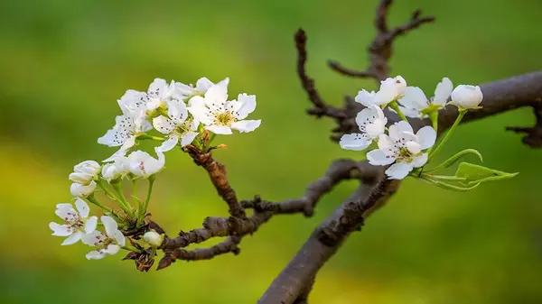 Çiçekler yakın mesafeden poz veriyor