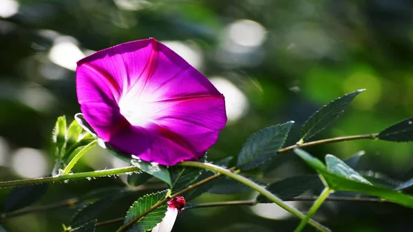 Çiçekler yakın mesafeden poz veriyor