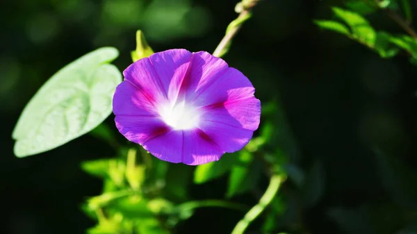 Çiçekler yakın mesafeden poz veriyor