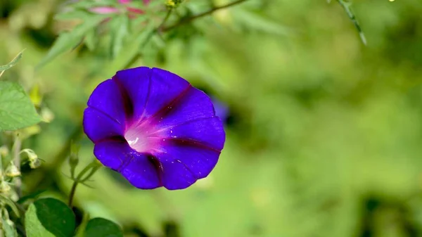 Çiçekler yakın mesafeden poz veriyor