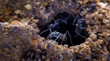 Çok çizgili dikenli karıncaların en canlı görüntüsü.