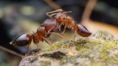 Çok çizgili dikenli karıncaların en canlı görüntüsü.