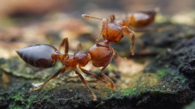 Çok çizgili dikenli karıncaların en canlı görüntüsü.