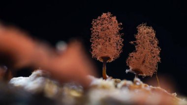 Yapışkan küf makro fotoğraf mikroskobik mantarlar