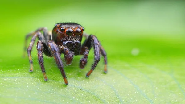 Schiet Meest Levendige Huisdier Springende Spin — Stockfoto