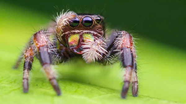 Shoot Most Vivid Pet Jumping Spider — Stock Photo, Image
