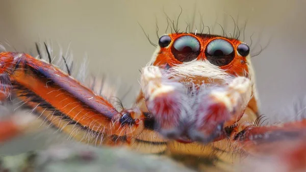 Shoot Most Vivid Pet Jumping Spider — Stock Photo, Image