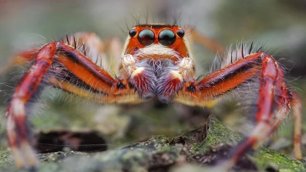 Canlı Zıplayan Örümceği Vurun — Stok fotoğraf