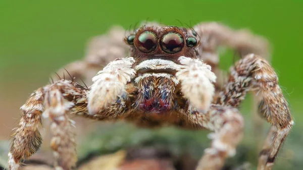 Tirez Sur Araignée Sauteuse Animalière Vivante — Photo