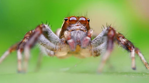 Tirez Sur Araignée Sauteuse Animalière Vivante — Photo