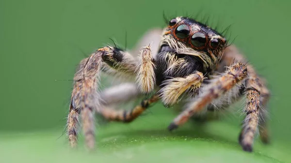 拍最生动的宠物跳蜘蛛 — 图库照片