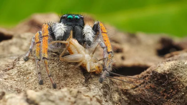 Atire Animal Estimação Mais Vívido Pulando Aranha — Fotografia de Stock