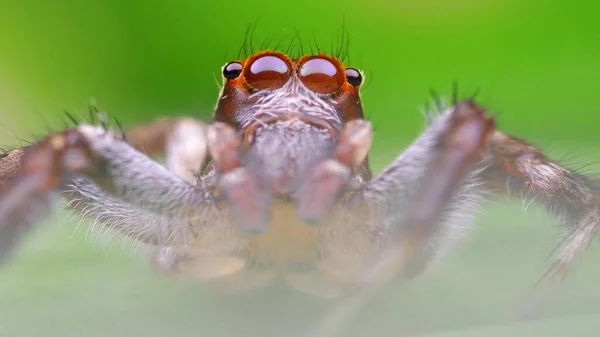 Atire Animal Estimação Mais Vívido Pulando Aranha — Fotografia de Stock