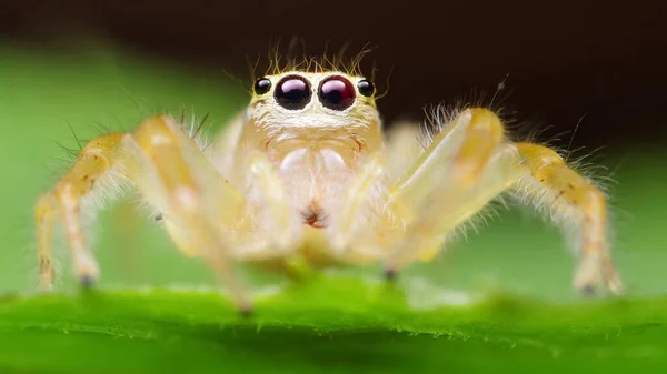 Canlı Zıplayan Örümceği Vurun — Stok fotoğraf