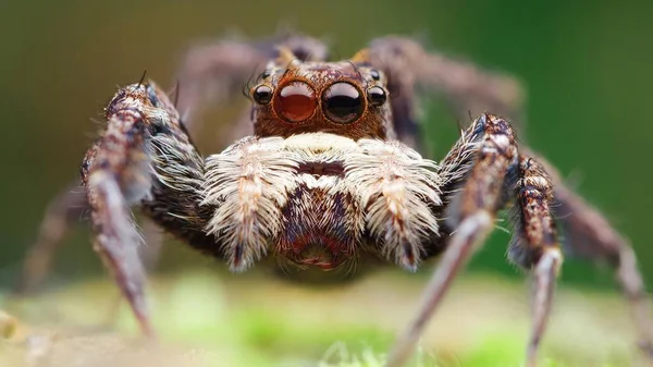 Tirez Sur Araignée Sauteuse Animalière Vivante — Photo