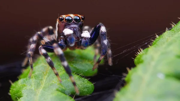 Shoot Most Vivid Pet Jumping Spider — Stock Photo, Image