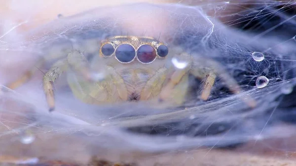 Shoot Most Vivid Pet Jumping Spider — Stock Photo, Image