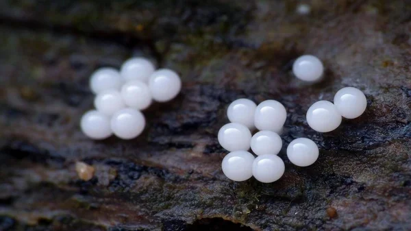 Çok çizgili dikenli karıncaların en canlı görüntüsü.