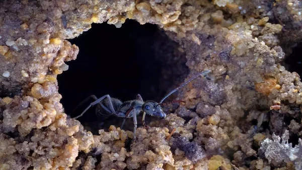 Tiro Mais Vívido Das Formigas Espinhosas Polidas — Fotografia de Stock