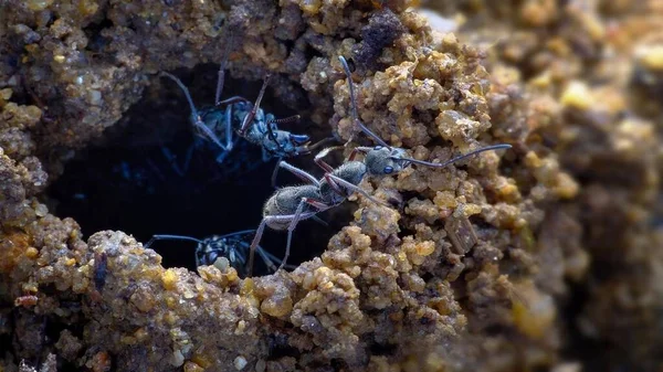 Çok çizgili dikenli karıncaların en canlı görüntüsü.