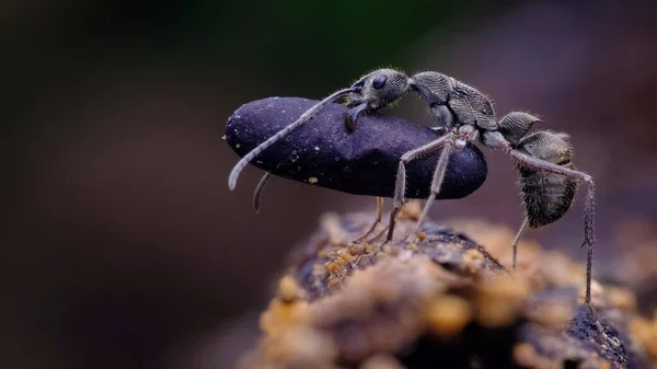 Çok çizgili dikenli karıncaların en canlı görüntüsü.