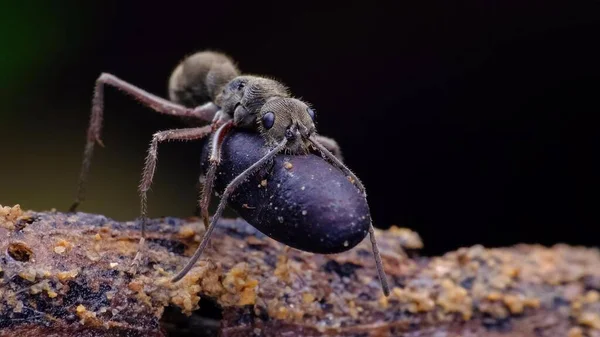 Çok Çizgili Dikenli Karıncaların Canlı Görüntüsü — Stok fotoğraf