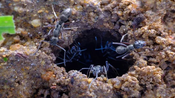 Cliché Saisissant Des Fourmis Polyrayées — Photo