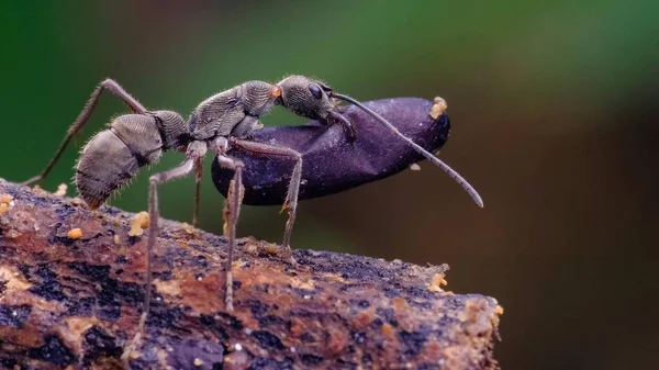 줄무늬가 가시가 개미의 — 스톡 사진