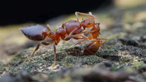 Cliché Saisissant Des Fourmis Polyrayées — Photo