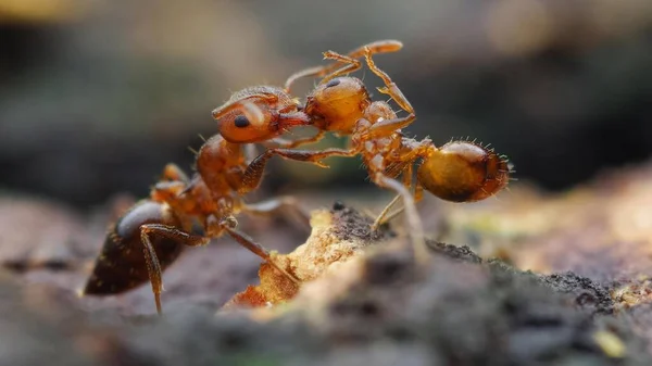 Gambar Yang Paling Hidup Dari Semut Duri Polistriped — Stok Foto