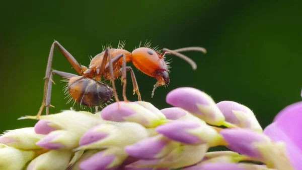 Het Meest Levendige Schot Van Veelgestreepte Doornmieren — Stockfoto