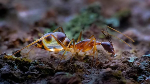 Çok Çizgili Dikenli Karıncaların Canlı Görüntüsü — Stok fotoğraf