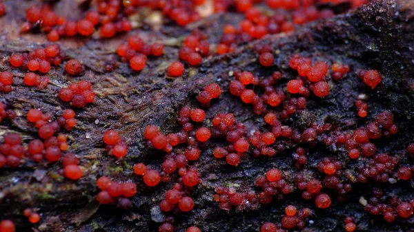 Muffa Melma Macrofotografia Funghi Microscopici — Foto Stock