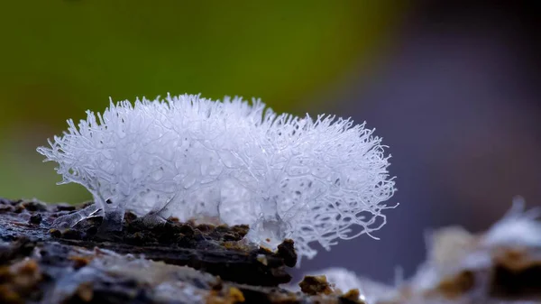 Schleimpilz Makrofotografie Mikroskopische Pilze — Stockfoto