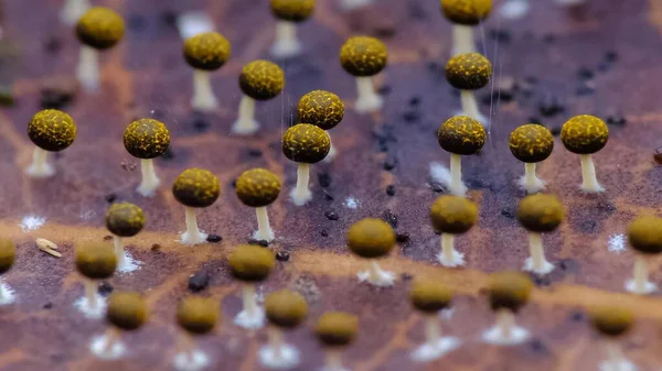 Yapışkan küf makro fotoğraf mikroskobik mantarlar