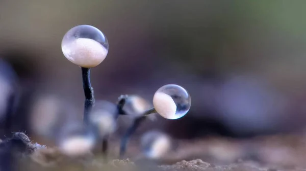 Schleimpilz Makrofotografie Mikroskopische Pilze — Stockfoto