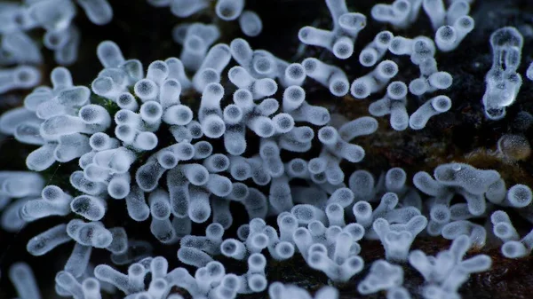 Muffa Melma Macrofotografia Funghi Microscopici — Foto Stock