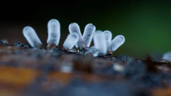 Muffa Melma Macrofotografia Funghi Microscopici — Foto Stock