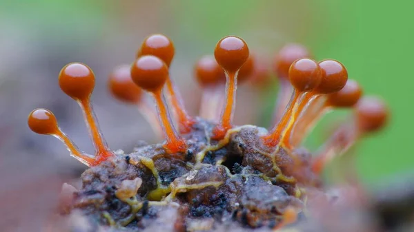 Yapışkan küf makro fotoğraf mikroskobik mantarlar
