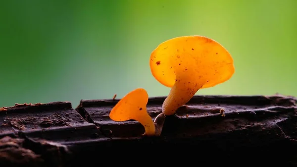 Yapışkan küf makro fotoğraf mikroskobik mantarlar