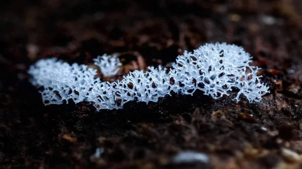 Yapışkan küf makro fotoğraf mikroskobik mantarlar
