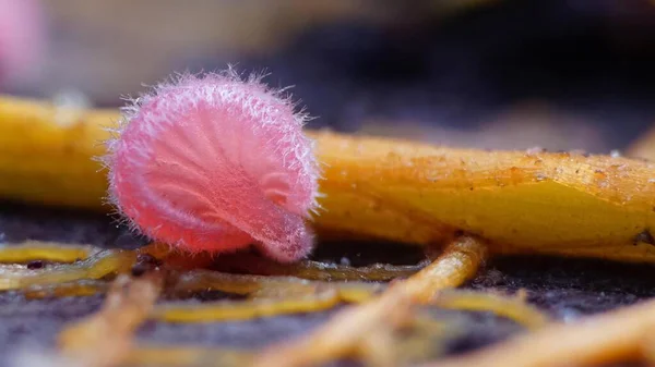 Muffa Melma Macrofotografia Funghi Microscopici — Foto Stock