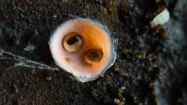 Muffa Melma Macrofotografia Funghi Microscopici — Foto Stock