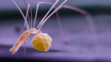 Böcek makro fotoğraf mikro böceği