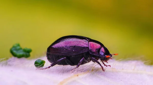 Insect Macro Fotografie Micro Insect — Stockfoto