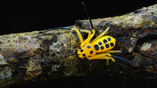 Insect Macro Photography Micro Insect — Stock Photo, Image