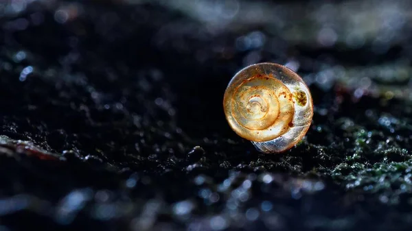 Mikroowady Makrofotografii Owadów — Zdjęcie stockowe